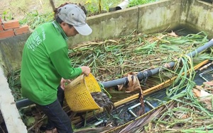 Đồng Tháp: Mô hình nuôi lươn to bự trong bồn xi măng cho thu nhập khá