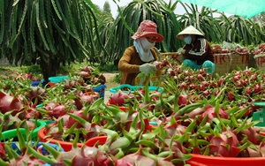 Trung Quốc đã mua 2,5 triệu tấn trái cây của Việt Nam, lại đồng ý mua thêm khoai lang, ớt với điều kiện này