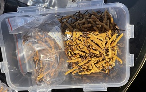 Hà Nội: Bắt gần 500 con đông trùng hạ thảo không rõ nguồn gốc