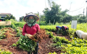 Lâm Đồng: Trồng thứ cây quả "chui" xuống đất "biến" thành củ, bất ngờ là bóc ra thấy hạt "chín" tím đen