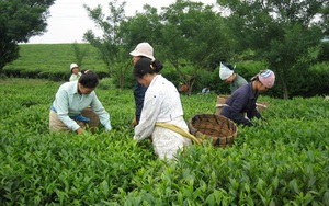 Nhiều người tin trà góp phần đề kháng Covid-19, giá chè xuất khẩu tăng mạnh, Việt Nam hưởng lợi lớn