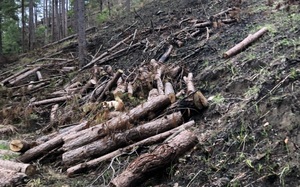 Hiện trường hàng chục cây thông 3 lá nhiều năm tuổi bị cưa hạ, cắt khúc để chiếm đất