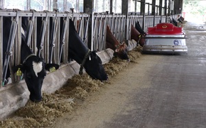 Trang trại nuôi hàng ngàn con bò sữa hữu cơ, cho uống thuốc nam chữa bệnh
