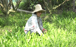 Tiền Giang: Nuôi trồng kiểu “thả vịt ra lùa”, anh nông dân kiếm bộn tiền khiến nhiều “Hai lúa” mơ ước