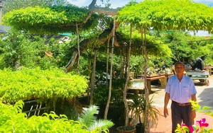 Chiêm ngưỡng cây sanh dáng long “độc nhất vô nhị” trị giá tiền tỷ ở tỉnh Ninh Bình