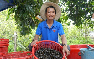 Sầu riêng, loại quả ngon từ cây tiền tỷ là cây sầu riêng, ở Tiền Giang, cứ 1ha nông dân lãi vài tỷ - Ảnh 3.