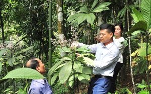 Hà Giang: Cây khôi tía là cây gì mà dân ở đây trồng ra chỉ đếm lá tính tiền, trồng không kịp bán?