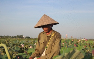 Hà Tĩnh: Nóng như nung, dầm mình trong đầm sen nước mát rười rượi, hái thứ này đem bán kiếm nửa triệu mỗi ngày