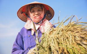 Ngày ông trời “đổ lửa”, nắng như thiêu như đốt, nông dân Thủ đô vẫn ra đồng thu hoạch lúa