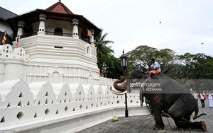 Sững sờ trước những màn trình diễn hấp dẫn của các Mahout cùng dàn voi “thiêng” Sri Lanka