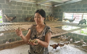 Nam Định: Nuôi loài chim quý mắn đẻ như gà, mỗi tháng bỏ túi hàng chục triệu đồng 