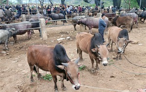 Cao Bằng: Cái chợ độc đáo ở vùng cao Hà Quảng-trâu, bò gầy, béo, lớn, bé mang đến đều bán được hết
