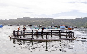 Khánh Hòa: Nuôi cá bớp trong những chiếc lồng khổng lồ, an toàn mưa bão cá lại lớn nhanh hơn