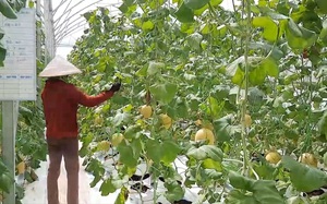 Quảng Ninh: Anh nông dân trồng dưa lưới công nghệ cao cho thu về tiền tỷ mỗi năm