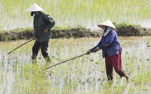 Ảnh: Nông dân Quảng Bình còng lưng cấy dưới cái nắng bỏng rát