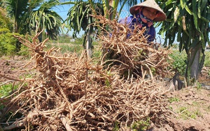 Nam Định: &quot;Nhân sâm người nghèo&quot; rớt giá chưa từng có, bán 1 kg không mua nổi cốc trà đá