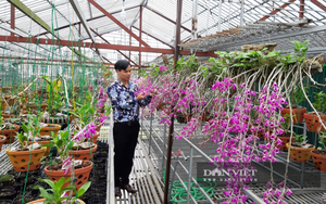 Lai Châu: 8X bỏ việc nhà nước về trồng vườn lan rừng Hoàng thảo kèn bạc tỷ vạn người mê