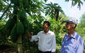 Long An: Hé lộ bí quyết trồng chanh xen canh đu đủ, trái đu đủ to như trái dừa, nhiều người thích xem