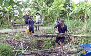 Hậu Giang: Mía chục là mía gì mà vụ này nông dân chặt đến đâu bán hết đến đó?