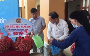 Quảng Nam: Hội Nông dân hỗ trợ tiêu thụ hơn 60 tấn hành tím Sóc Trăng