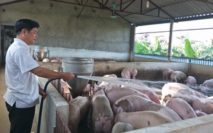 Giá lợn hơi tiếp tục giảm: Người nuôi lo phá sản, thua lỗ