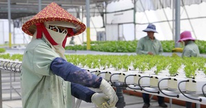Nông nghiệp công nghệ cao Israel tìm giải pháp &quot;vàng&quot; cho Việt Nam