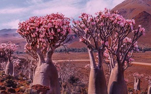 Đảo Socotra – một vùng đất &quot;quái lạ&quot; khiến khách du lịch giật mình