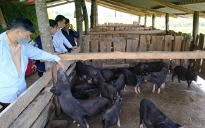 Hà Giang: Nuôi gà đen đặc sản, lợn bản địa, nông dân đổi vận, bản làng thêm hộ khá giàu