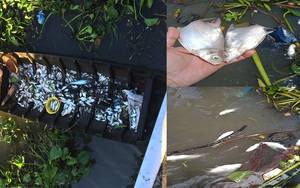 Cần Thơ: Toàn cá đặc sản chết bất thường ở huyện Phong Điền, cảnh báo người dân không vớt lên ăn
