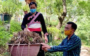 Lai Châu: Người trồng địa lan Trần Mộng mất ăn mất ngủ vì bệnh lạ trên cây  