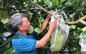 Giá mít Thái giảm hẳn 5 lần, Đăk Lăk tính phương án giãn vụ