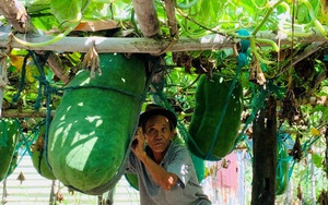 Bình Định: Nông dân làng này cứ cắt 1 trái bí đao bán là cầm ngay hàng trăm ngàn đồng