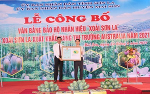 Sơn La: Công bố văn bằng bảo hộ nhãn hiệu "Xoài Sơn La"