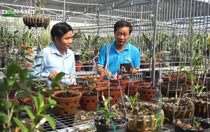 Đà Nẵng: Khám phá vườn lan rừng quý hiếm, thu lãi hơn 1 tỷ đồng/năm