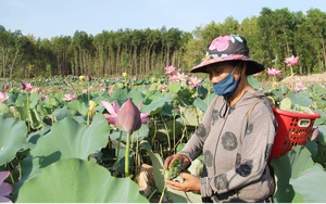Quảng Nam: Trồng sen trên đất bỏ hoang, nông dân “rủng rỉnh” thu lãi hàng trăm triệu đồng mỗi năm