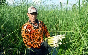 Cà Mau: Dân xóm nghèo đổi đời nhờ trồng cỏ dại làm các món đặc sản