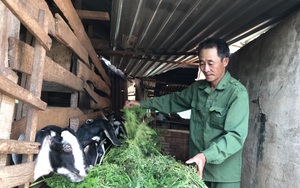 Đắk Lắk: Nuôi loài thú ăn cỏ uống nước lã, nông dân ở đây giàu lên thấy rõ