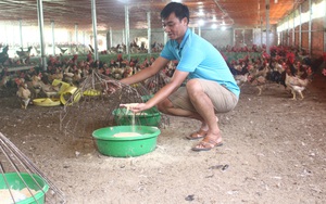 Nông dân huyện Ba Vì làm thương hiệu cho gà đồi, miến dong như thế nào?