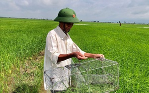 Bình Thuận: Ai dè vật dụng có cái tên "bẫy cây trồng" lại đem đi dụ bắt được la liệt chuột đồng