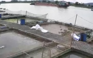 Hải Dương: Thuyền đánh cá bị tàu trọng tải lớn đâm chìm, 1 phụ nữ mất tích