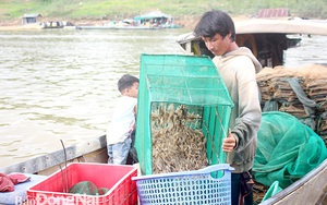 Đồng Nai: Bắt cá tôm trên hồ thủy điện Trị An, cá sống bán đắt, cá chết ướp đá lái vẫn "khuân" sạch