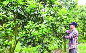 Một ông nông dân Thanh Hóa trồng lung tung đủ thứ cây theo kiểu chẳng giống ai, thu nhập mỗi năm hơn 2 tỷ đồng