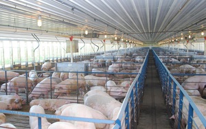 Nhờ công nghệ đặc biệt, ngành chăn nuôi lợn không lo ô nhiễm lại tăng năng suất