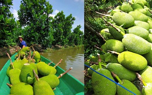 Giá mít Thái hôm nay 3/6: Tăng 2 ngày giảm 1 ngày, lái vô vườn cắt mít mang bán cho vựa có lời nhiều không?