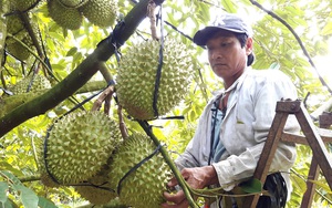 Giá sầu riêng hôm nay: Bất ngờ ở nơi lắm “sầu”, nông dân lại hạnh phúc nhất, 1ha thu về nửa tỷ đồng