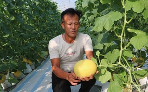 Hưng Yên: Nông dân thu nhập khá từ chuối tây, dưa lưới