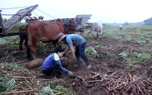 Tây Ninh: Covid-19 gây gián đoạn nguồn cung, giá sắn trong nước tăng cao