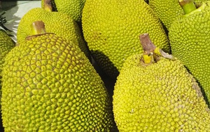 Giá mít Thái hôm nay 30/6: Mít Thái giá có rẻ cách mấy vẫn là loại trái cây dễ mua dễ bán nhất ĐBSCL?