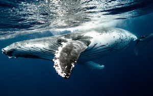 "Va" phải xác cá voi, bất ngờ tìm được "kho báu" trị giá 35 tỷ đồng trong bụng cá