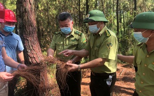 Nắng nóng gay gắt, Cục trưởng Cục Kiểm lâm đi kiểm tra phòng cháy, chữa cháy rừng tại Nghệ An, Hà Tĩnh